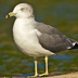 Adult. Note: pale eye, sooty nape, dark bill band with red tip, and yellow legs.