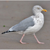 Adult nonbreeding. Note: yellow iris and pink legs.