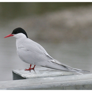 Adult breeding. Note: short all red bill and legs